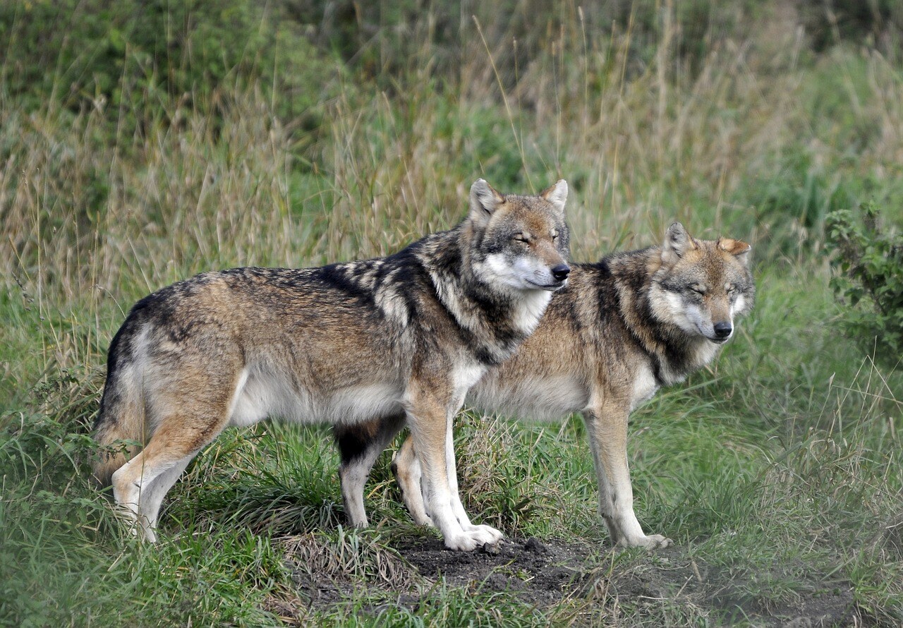 Afbeelding bij Wolven gespot op J de Blieckweg 18a